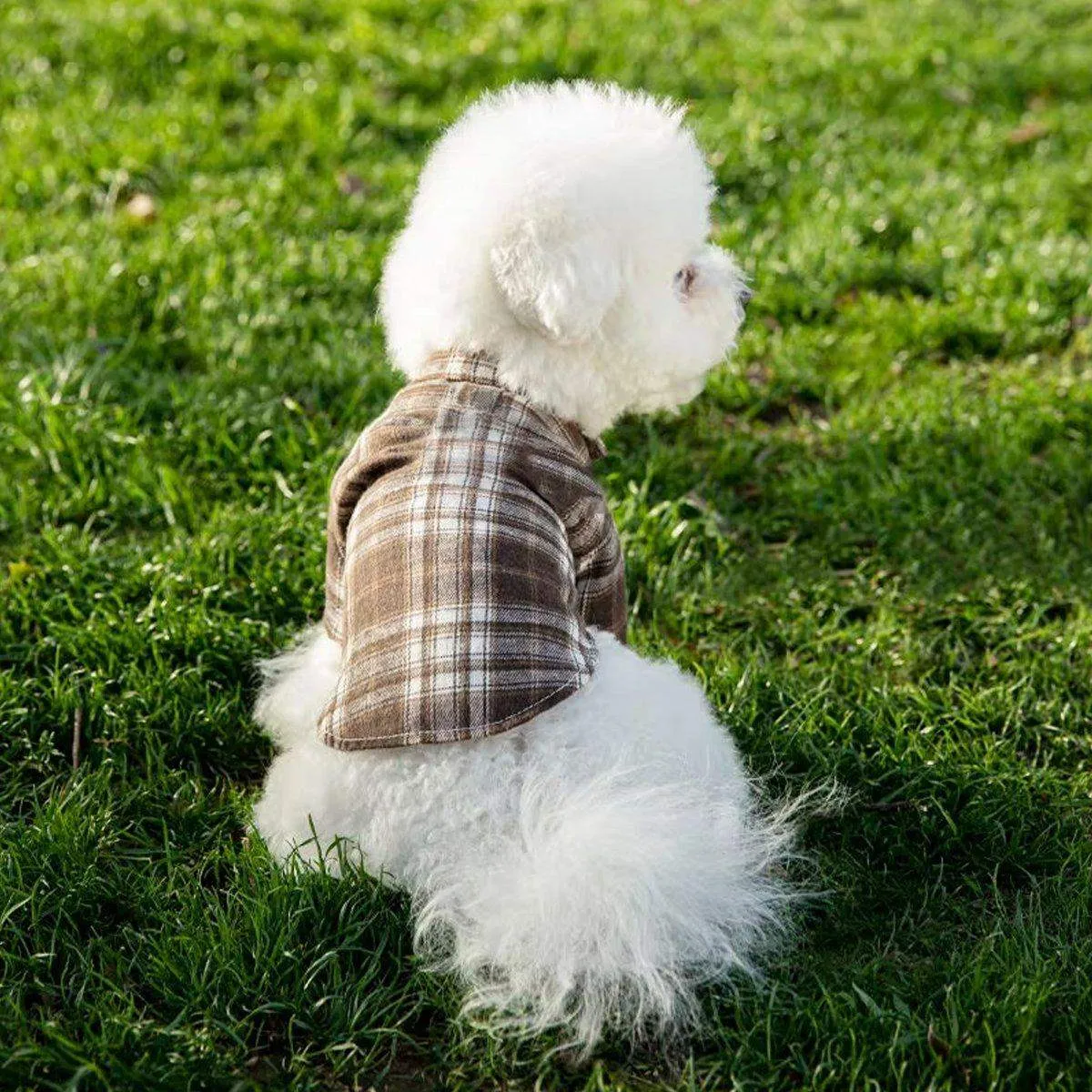 Medium And Large Dog Dog Cat Corgi Chai Dog Shirt Suit Dress