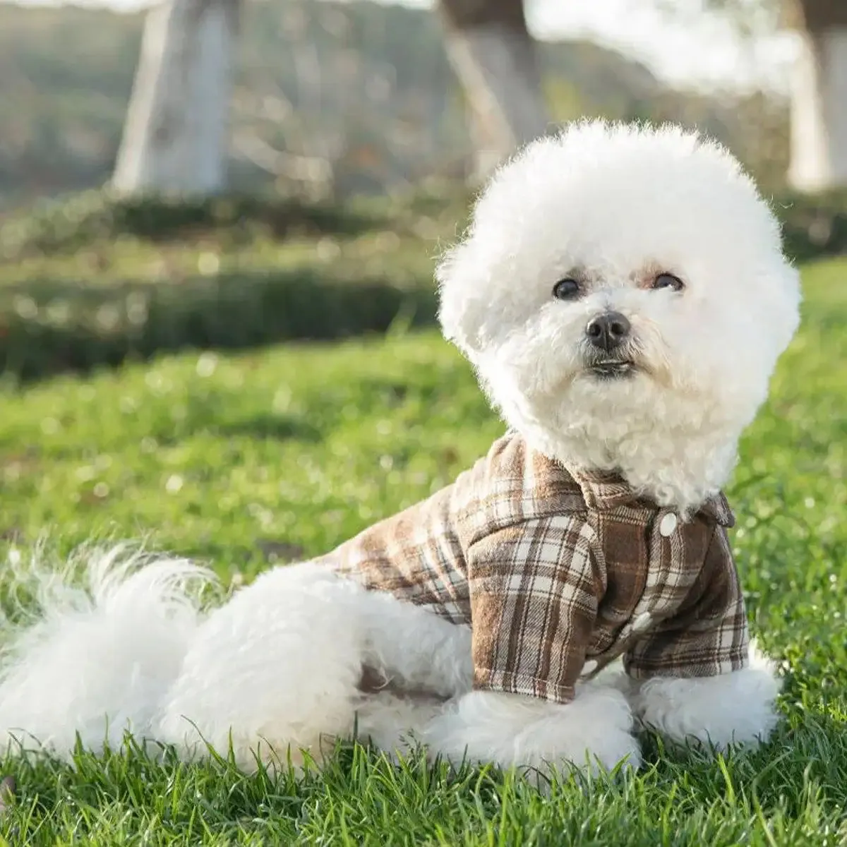 Medium And Large Dog Dog Cat Corgi Chai Dog Shirt Suit Dress